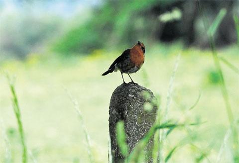 VANTAGE POINT: A robin perched on a post at Risca MM_8260