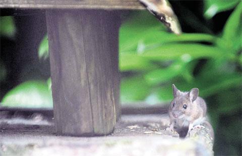 OPPORTUNIST: A mouse feeds off scraps on a bird table Picture: MARK LEWIS WL_10314
