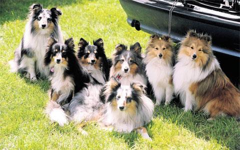SO CUTE: This group of Shelties were all alert as to what was going on during their trip to St Mellons
Dog Schow in Crick ML_13115 Picture: MIKE LEWIS