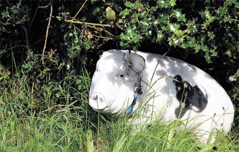NO PORKY PIES: This ceramic pig was spotted in a grass hedge in Earlswood, near Shirehampton
Picture: MIKE LEWIS