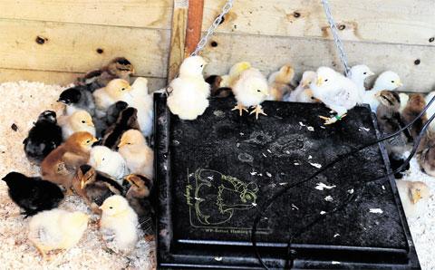 SO CUTE: This group of newly hatched chicks gather around a specially adapted heat plate so they
can keep warm ML_13148 Picture: MIKE LEWIS