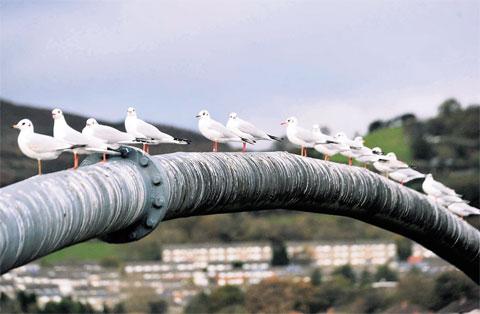 ADMIRING THE VIEW: Gulls take a rest at Risca MM_8933 Picture: MALCOLM MORGAN