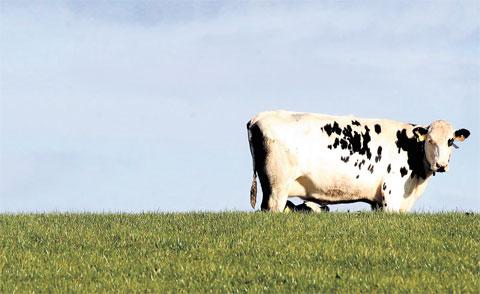 ON THE MOO-VE: A lone cow is captured on camera by Argus photographer MIKE LEWIS in a field off
the Raglan to Usk Road