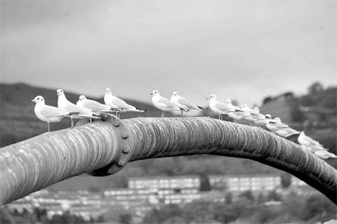 RIVER WATCHING: Gulls taking a rest at Risca MM_8955 Picture: MALCOLM MORGAN