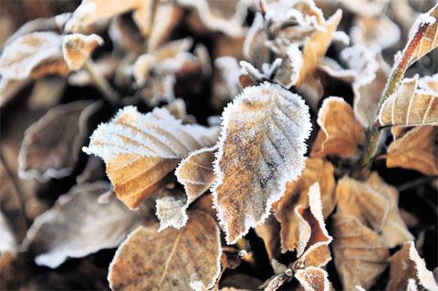 CHILLY DAY: Frost on leaves BM_782 Picture: BECKY MATTHEWS