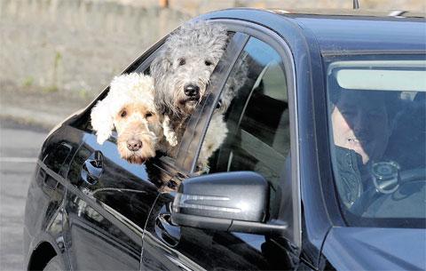 BACKSEAT DRIVERS: A pair of Golden Doodles, Macey, left, and daughter Stella, take in the views in
Cross Keys Picture: Mike Lewis ML_13500