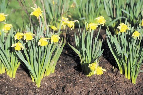 EARLY START: Daffodils flowering at Ridgeway, Newport WL_10679 Picture: MARK LEWIS