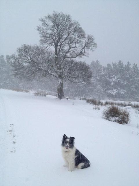 Buster the dog at the top of the forestry in Blaenavon sent in by Terence Hill.