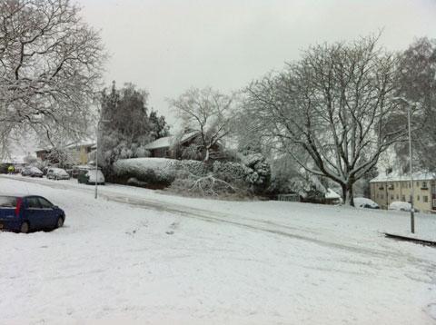 Heavy snow has caused this tree to fall into the street at Rembrandt Way, St Julians, Newport from Sarah Wigmore