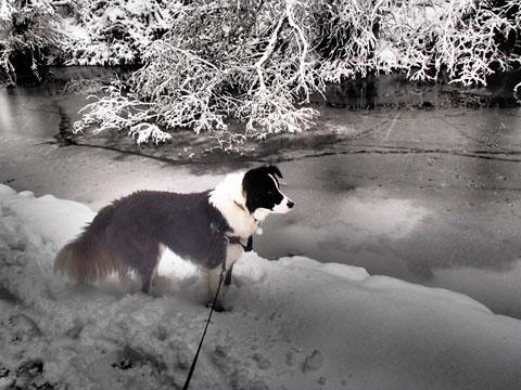 Ollie the collie Risca canal from Kathryn Hopkins.