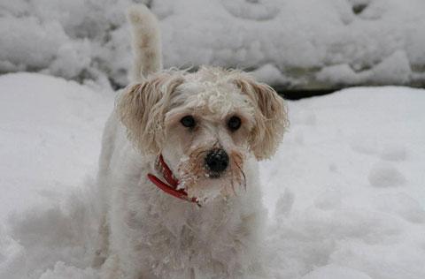 Sophie in the snow from Seren Thomas 