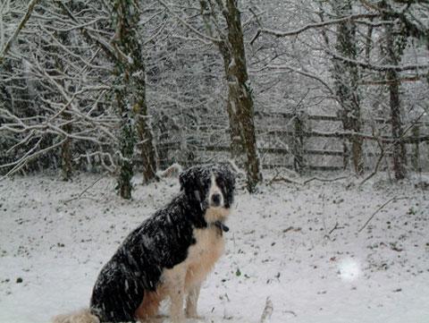 Jack, my border collie, in the snow - from Gerry Rose