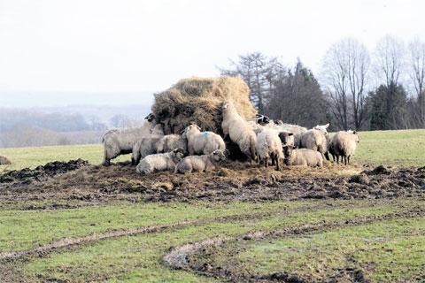 WINTER FEED: Sheep near Goytre WL_10739 Picture: MARK LEWIS
