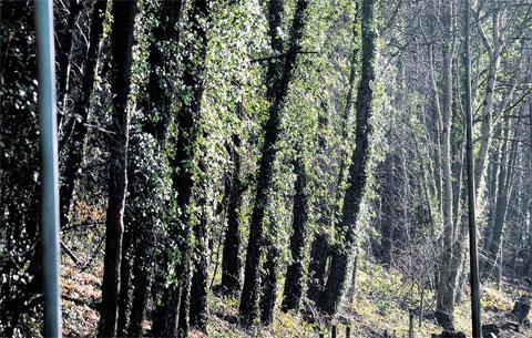 WOODED WONDER: Sunlight glints on ivy leaves near Newbridge on the A467 between
Newbridge and Cwmcarn ML_13500