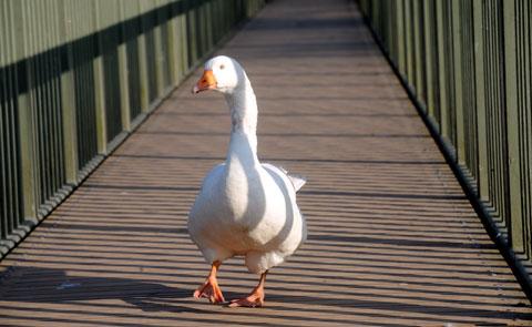 WHERE SHALL I WANDER? This goose was snapped on the drawbridge at Caerphilly Castle WL_10768 Picture: Mark Lewis