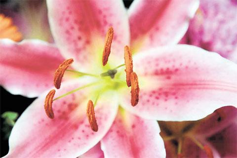 IN FULL BLOOM: This picture of a lily was taken by Argus photographer Mark Lewis