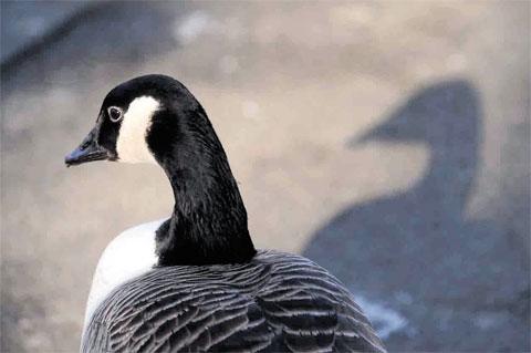 IT KEEPS FOLLOWING ME: A Canada goose and its shadow WL_10768 Picture: MARK LEWIS