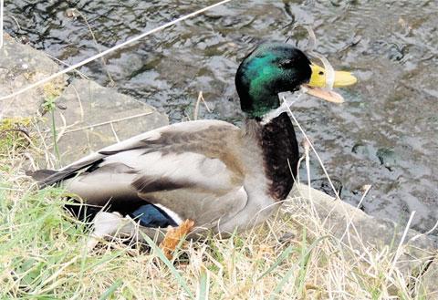 DISTRESSED: This sad picture of a duck entangled in discarded plastic strapping was
sent in as reminder to mindless litter-bugs by reader Lawrence Skuse