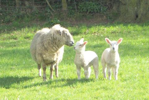 CUTE: These first Spring lambs were snapped by Wayne Gibbon