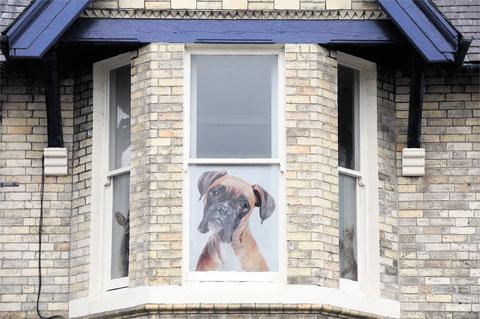 KEEPING GUARD: A picture of a dog in a window WL_10820