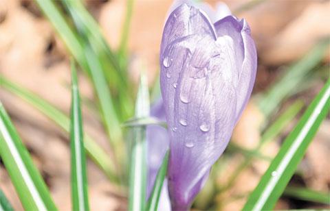 SPRINGTIME: This close-up snapped in Beechwood park, Newport was sent in by
Argus reader Jenny Jones