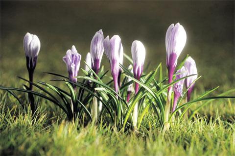SPRING’S STILL HERE: Crocuses at Tredegar House, Newport WL_10850 Picture: MARK LEWIS
