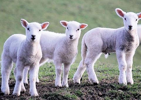 THREE MUSKETEERS: This cute trio of lambs were caught on camera by Argus reader
Susan Powell