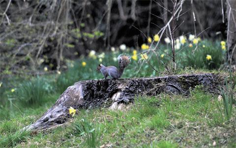WILD FLOWERS: A lone squirrel among the daffodils in the Linda Vista Gardens, Abergavenny
BM_995 Picture: BECKY MATTHEWS