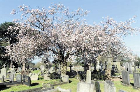 FULL BLOOM: The blossom is finally on full glorious display at St Woolos cemetery, Newport WL-10894
