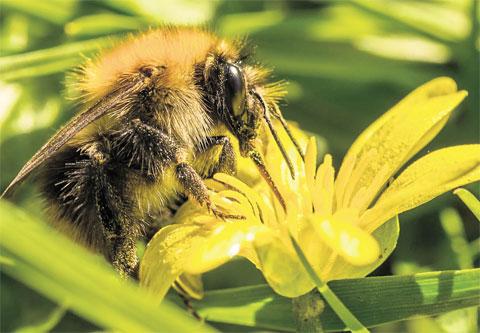 BUSY: A bee on celandine in Warren Slade Park and Redding Woods in Thornwell,
Bulwark. Picture: Mark Hobbs