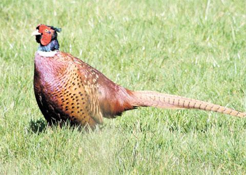 RARE BIRD: This local pheasant was snapped by reader Ken Poole