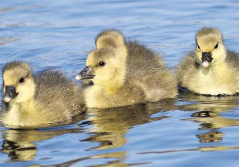CUTE: These goslings were captured at Llanwern Pond by reader Charles Dawson