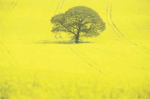 YELLOW SEA: A lone tree is surrounded by a sea of oil seed rape in Cefn Mably WL_11044
Picture: MARK LEWIS