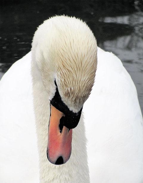 This picture of a swan on the canal near Kimberley Park was sent in by Argus reader Lyndon Marshall