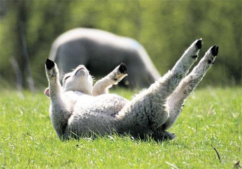 ...AND STRETCH TWO THREE: This picture of a lamb enjoying the sunshine was
captured by reader Ken Poole