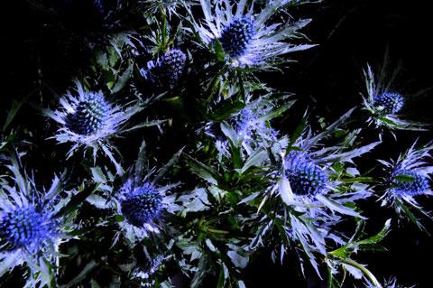 GROWING WILD: Thistles glow in the sunshine in Magor ML_13823 Picture: MIKE LEWIS