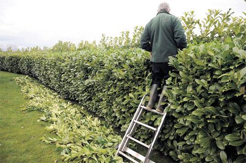 KEEPING TRIM: Hedge cutting at Raglan Garden Centre ML_13674 Picture: MIKE LEWIS
