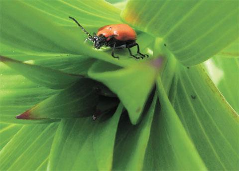 FLORA AND FAUNA: This lily beetle was captured by Ruth Rodgers in her garden