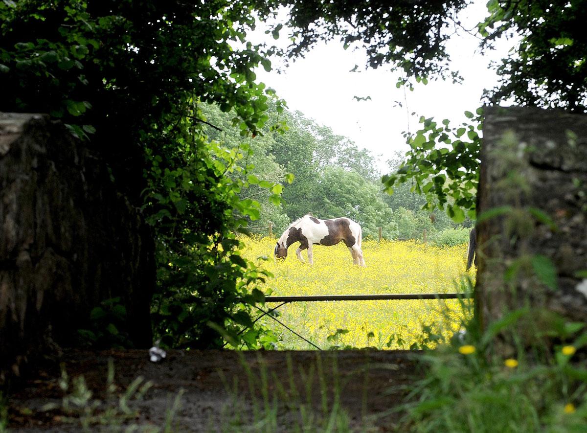 GRAZING: A horse in a field near the canal at Ty Coch, Cwmbran CT_4591 Picture: CHRIS TINSLEY