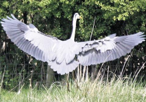 HERON LANDING: Submitted by Susan Powell