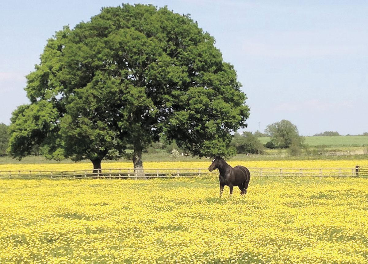 MAGGIE: In her buttercup field at Castleton, pictured by Lyndon Bowkett