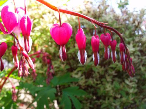 A Dicentra flower from reader Simon Ingham