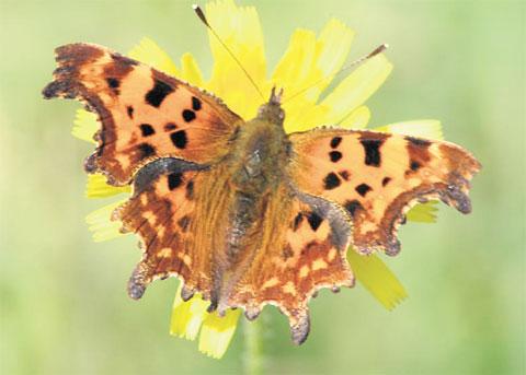 COLOURFUL: This comma butterfly was snapped by reader Ken Poole