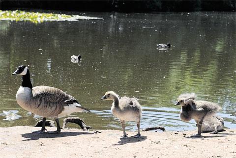 AFTER A DIP: A Canada goose with goslings at Tredegar House, Newport CT_4597
Picture: CHRIS TINSLEY