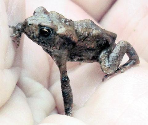 Garden toad by Dennis Baker
