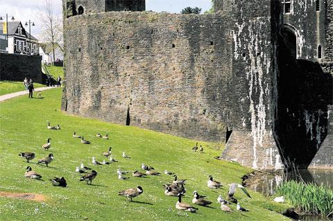 BASKING: The birds enjoy the sunshine at Caerphilly Castle ML_13833