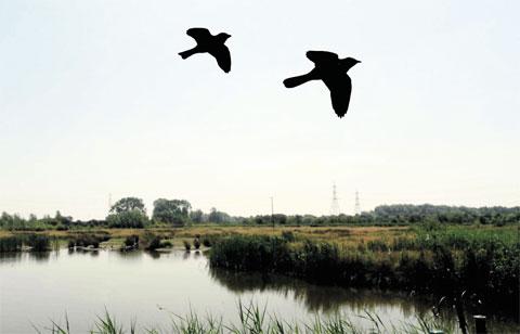 NATURE’S GLORY: Two birds silhouetted against the skyline of the Newport Wetlands WL–11186