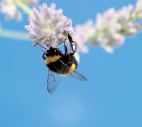 Bee on a flower by Darren Richards