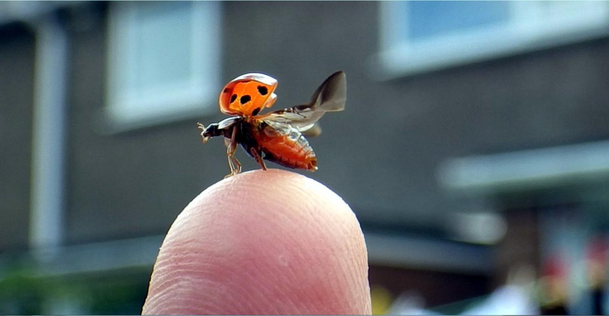 FLY AWAY HOME: This picture of a ladybird was sent in by reader Dennis T Baker