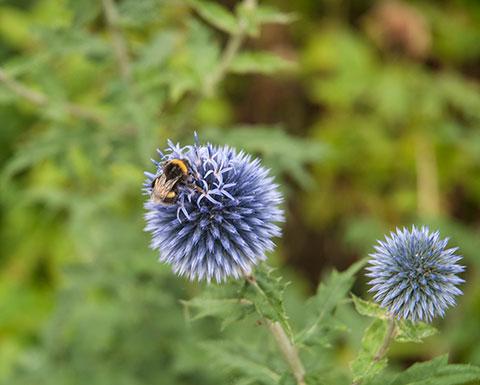 BUSY BEE: A late summer visitor by reader David James